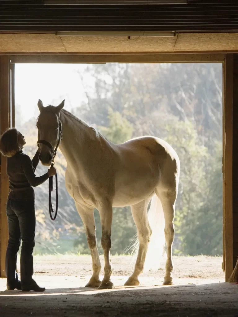 Maintenance of your hemp horse bedding