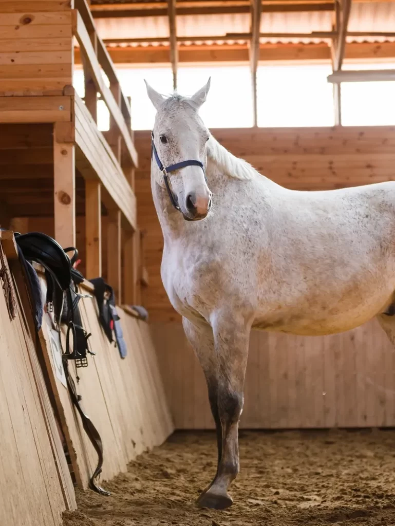 Hemp Horse Bedding Set up Guide