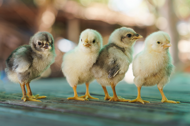 Hemp based bedding for chickens